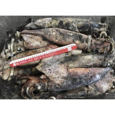 China North Pacific Squid Bartramii Companies Frozen Commercial Seafood Squid Wholesale Nutritious Raw Meat Squid for sale