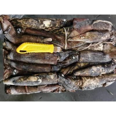 China Nutritious Indian Ocean Black Squid 100-300g 12.5kg Packed Frozen Raw Squid for sale