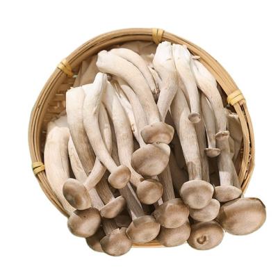 China Antler Dry Dry Pilose Brown SPREADS Raw Suppliers of Dried Mushrooms White Flower Japanese Dried Shiitake Mushrooms 0 Add for sale