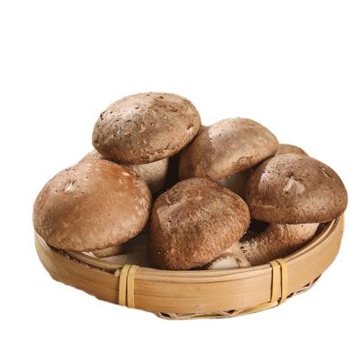 China Finc Fresh Shiitake Mushrooms Hot Selling Small Fresh Price for sale