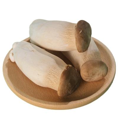 China Finc Fresh Fresh King Oyster Mushroom Nutritious Mushrooms for sale