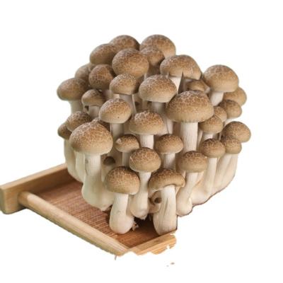 China Finc Shimeji Fresh Mushroom Cultivate Fresh Brown Edible Mushroom for sale