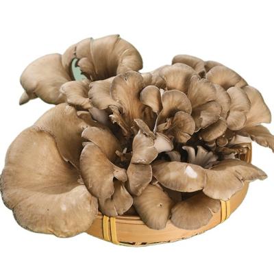 China Factory Fresh Cultivation China Finc Maitake Sawdust Cultivate Mushroom for sale