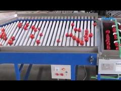 Tomato grader