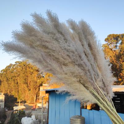 China Environmental Protection Green Pampas Grass Manufacturers Supply Natural Fluffy Dried Flowers Colored Plants Shade Large Tubular Decoration Bouquet Pampas for sale