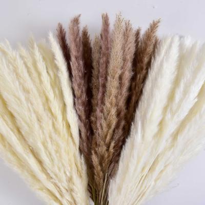 China Natural Dried Flowers Pampas Grass Manufacturers Supply Natural Fluffy Dried Flowers Colored Plants Shade Decoration Large Reed Bouquet Pampas for sale