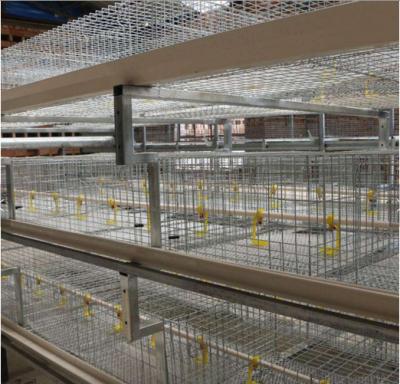 China High Quality Chicken Broiler Cage For Sale In South Africa for sale