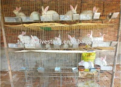 China Chicken ISO Approved High Quality Rabbit Cage With Tray With Long Net Price Big Rabbit for sale