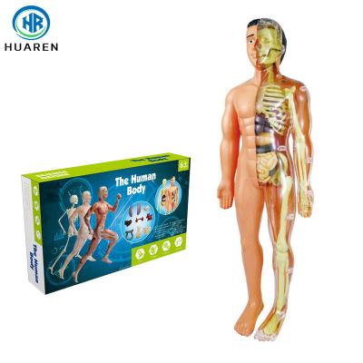 China TOY Wholesale Educational Science Toys DIY Kits Steam Human Body Model Anatomy Assembly Toy For Children for sale