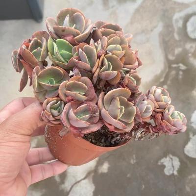 China 004 Wholesale Bacon Succulent Indoor Home Decorative Plant Wholesale Succulent Plant for sale