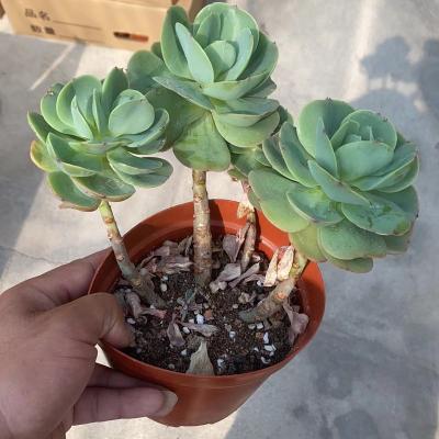 China 008 Wholesale Bacon Succulent Indoor Home Decorative Plant Wholesale Succulent Plant for sale