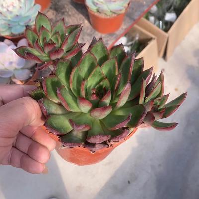 China 015 Wholesale Indoor Home Decorative Bacon Succulent Plant Wholesale Succulent Plant for sale