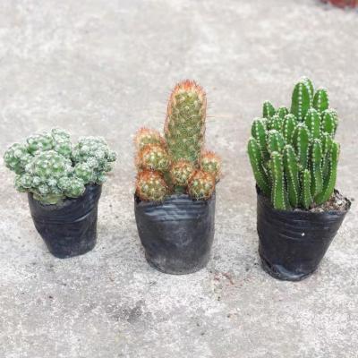 China Origin of Morden 001 of straight wholesale cactus for decoration for sale