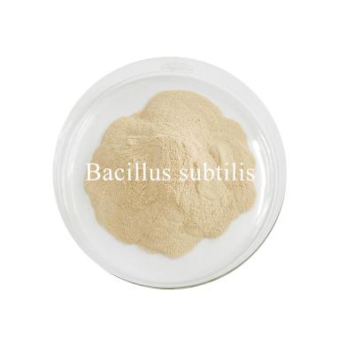 China Maintain Gut Microbiota Balance With Bacillus Subtilis Powder Repel Pathogenic Bacteria for sale