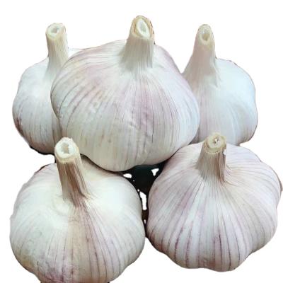 China Fresh Garlic Price of New Cultivated Fresh Garlic - New Cultivation 2021 for sale