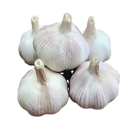 China Elephant Garlic Fresh Normal White Garlic Seeds Fresh Garlic Cloves Price for sale