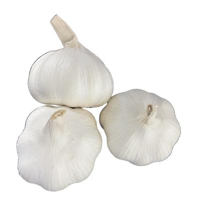 China Garlic/2021 crop of China's new fresh fresh garlic intended for export for sale