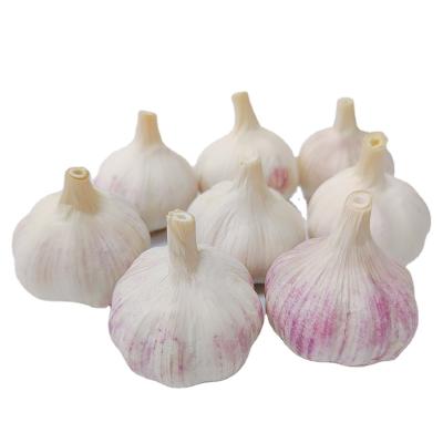 China Fresh garlic buyers in Dubai buy garlic for sale 5.0cm normal wihte chinese garlic for sale