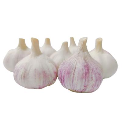 China Good Selling Good Garlic 5kg Fresh Hot Loose Garlic Porcelain Natural White Garlic for sale