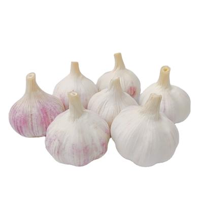 China Fresh hot sale garlic 9kg garlic china garlic super loose price for sale