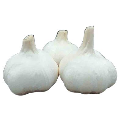 China New Chinese Pure White Garlic Fresh Fresh Hot Sales Garlic for sale