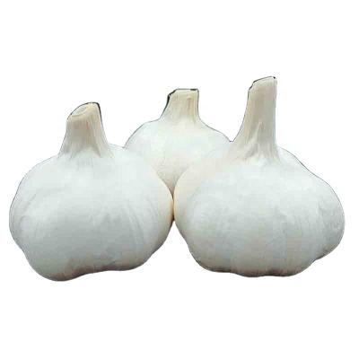 China Fresh garlic culture wholesale Chinese pure white best fresh garlic market new for sale