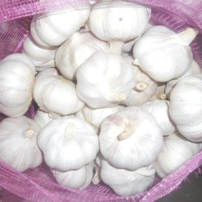 China China Factory New Exporter 2021 Fresh Culture Normal White Garlic , Pure White Garlic / Import Porcelain Garlic for sale