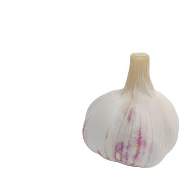 China Single Garlic 10kg Carton Fresh Selling Normal White Garlic for sale