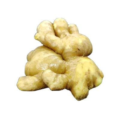 China Cool hot-selling! Ginger Chinese Ginger Eazy Wholesale fresh with lowest price for sale