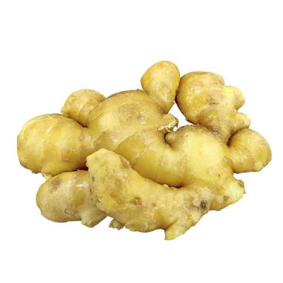 China Fresh Hot Sales Chinese Ginger and High Quality Fresh Chinese Ginger for sale