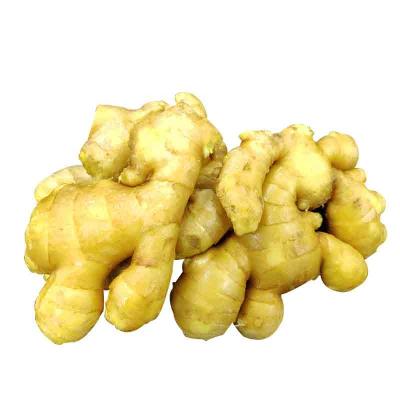 China Newest Fresh Cultured Chinese Ginger and China Fresh Ginger for sale