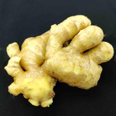 China Fresh high quality ginger and ginger price and dry ginger for sale