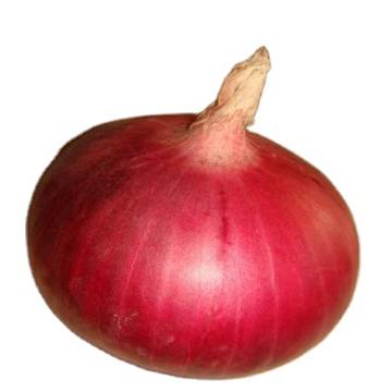 China The fresh Chinese market red onions and the fresh yellow onion prices is lower in China for sale