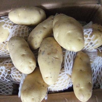 China New cultivation good quality Chinese fresh potato for sale