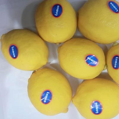 China Best quality and low price fresh chinese fresh lemon for sale for sale