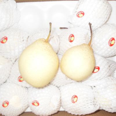 China Best Quality Fresh Ya Pear New Crop For Sweet Ya Pear for sale