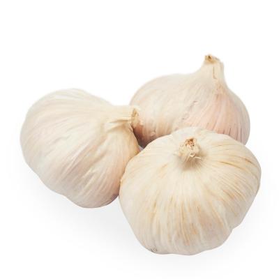 China 2019 China fresh fresh garlic price (4.5cm, 5.0cm, 5.5cm, 6.0cm and high) for sale