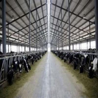 China Heavy Prefab Steel Structure Building Dairy Cow Farm Shed for sale