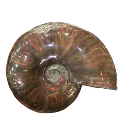 China Snail Conch Sakura Fossil Specimen from Viet Nam Natural Rainbow Ammonite Fossil for sale