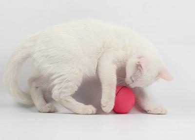 Chine Le chat à piles magique électrique joue le diamètre 6.4cm 2,5 pouces de jouets frais de chat à vendre