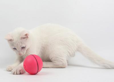 China El gato con pilas del juego del cazador del giro excéntrico juega el material plástico con 3 baterías en venta