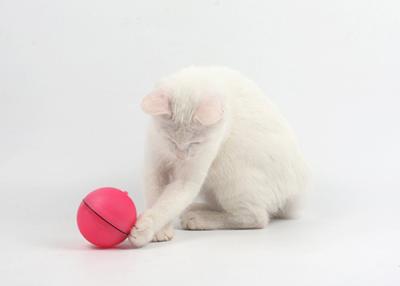 China Weiße/rote/blaue batteriebetriebene Katze spielt helles Rollen-wechselwirkende Kätzchen-Spielwaren LED zu verkaufen