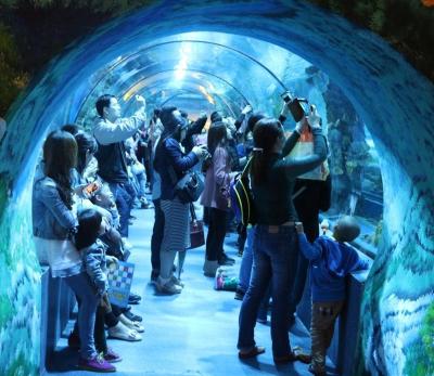 China Customized viable acrylic aquarium tunnel on sale for acrylic aquarium tunnel project/acrylic tunnel oceanarium for sale