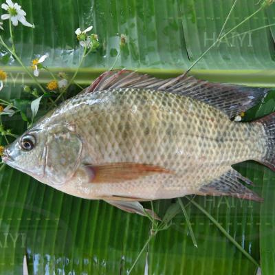 China Whole round 800/1000 80%NW of frozen Tilapia FROZEN for sale