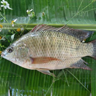 China Whole round 100/200 85%NW of frozen Tilapia FROZEN for sale