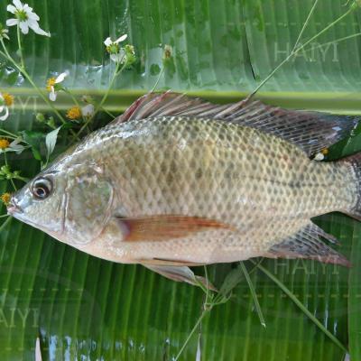 China FROZEN Tilapia whole round 1000UP 85%NW for sale