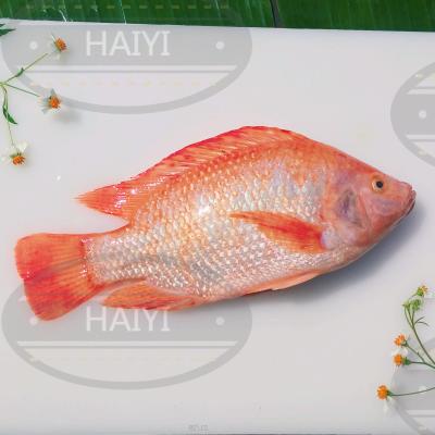 China Whole Round 800/1000 80%NW Frozen Red Tilapia FROZEN for sale