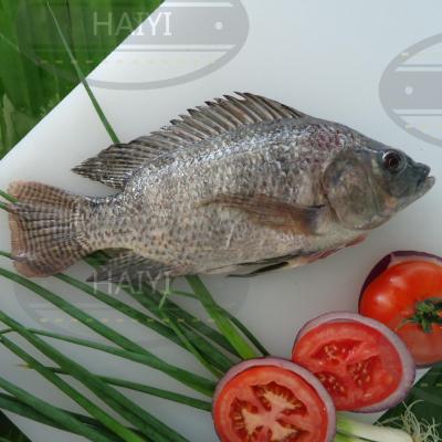 China Frozen Tilapia FROZEN gutted and measured 200/300 80%NW for sale