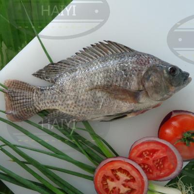 China Frozen Tilapia FROZEN gutted and measured 500/800 80%NW for sale