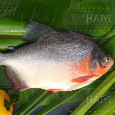 China Whole round 800/1000 85%NW of frozen red damselfish for sale